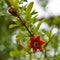 Dying bottle brush flowers