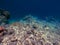 Dying coral and reef, semporna, sabah