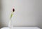 Dying dark red tulip in glass vase