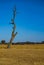 Dying deciduous tree on dried grass