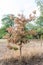 Dying dried out oak due to climatic crisis