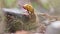 Dying European hornet tumbling on ground after leaving hornets nest alone