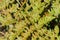 Dying fern on a dark background, California