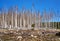 Dying forest in Germany. Through climate change, drought and bark beetles. Dynamics through motion blur