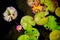 Dying lily pads in a pond with insect damage