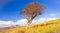 Dying old lonely tree in the middle of nowhere