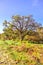 Dying old lonely tree in the middle of nowhere