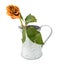 Dying orange rose stem in a metal pitcher