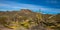 Dying Organ Pipe Cactus inside Organ Pipe Cactus National Monument