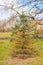 Dying pine tree in a park