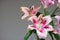 Dying pink Lilium Lily blossom flower close studio shot isolated on gray