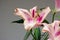 Dying pink Lilium Lily blossom flower close studio shot isolated on gray