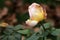 Dying pink rose flower on a blurred background.