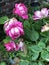 Dying pink roses with raindrops