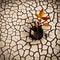 Dying Plant With Brown Leaves on Dry and Cracked Soil