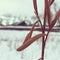 Dying plant in front of farm house