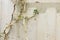 Dying plant over old rusty white metal wall background