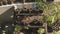 Dying Plants/ Flowers in Black Plastic Planter Pots on Old Wooden Rack - Sunny Day in the Garden/ Backyard