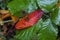 Dying red leaf on large green leaves