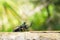 Dying rhinoceros beetle lying on a piece of bamboo