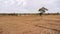 Dying rice fields after flooding, Agriculture was severely damaged by the floods.damaged agricultural concept.