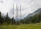 Dying spruce forests due to climate change