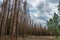 Dying spruce trees, drought and bark beetle infestation, summer of 2021