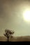 A dying tree is silhouetted by smoky yellow light