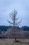 Dying Tree In Wetlands With Bird On Top