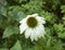 Dying White Coneflower