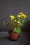 dying yellow chrysanthemum on gray background