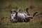 Dying zebra in a safari in Masai Mara, Kenya