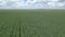 Dynamic aerial shot over young wheat