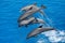 Dynamic Atlantic Bottlenose Dolphins Leaping in the Sea