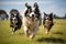 Dynamic Australian Shepherds Herding Sheep on Vibrant Pasture