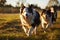 Dynamic Australian Shepherds Herding Sheep on Vibrant Pasture