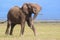 Dynamic bull African elephant