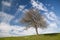 Dynamic clouds and a tree