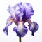 Dynamic Color Contrasts: A Stunning Iris Against A White Background