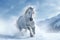 Dynamic display, horse\\\'s gallop transforms the snow-covered landscape