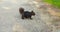 Dynamic footage black squirrel agilely darts across bustling road and indulges in nutty treats Another glimpse shows