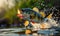 Dynamic Image of a Large Freshwater Perch Leaping from Water, Splashing with Greenery in Background, Concept of Fishing Trophy