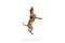 Dynamic image of purebred, adorable dog, American pitbull terrier jumping against white studio background