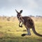 Dynamic kangaroo portrait captured mid jump, showcasing the animals agility