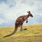 Dynamic kangaroo portrait captured mid jump, showcasing the animals agility