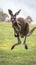 Dynamic kangaroo portrait captured mid jump, showcasing the animals agility