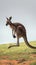 Dynamic kangaroo portrait captured mid jump, showcasing the animals agility