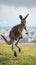 Dynamic kangaroo portrait captured mid jump, showcasing the animals agility