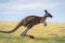 Dynamic kangaroo portrait captured mid jump, showcasing the animals agility