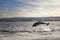 Dynamic Leap: Dolphin in The Moray Firth